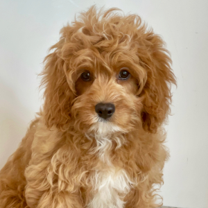Cavapoo Puppy Lucky Lee