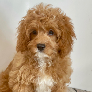 Cavapoo Puppy Lucky Lee