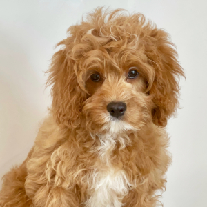 Cavapoo Puppy Lucky Lee