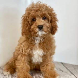 Cavapoo Puppy Lucky Lee