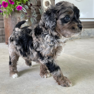 Goldendoodle Puppy Ida