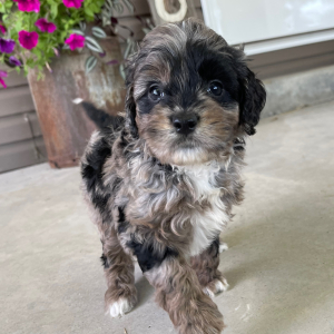 Goldendoodle Puppy Ida