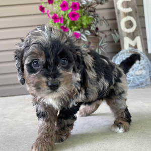 Goldendoodle Puppy Ida