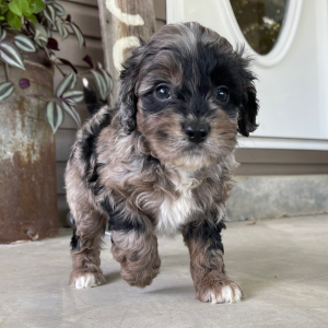 Goldendoodle Puppy Ida