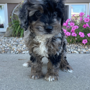 Goldendoodle Puppy Ida