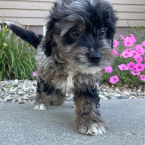 Goldendoodle Puppy Ida