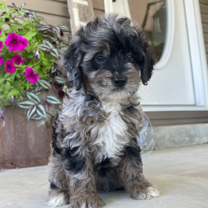 Goldendoodle Puppy Ida