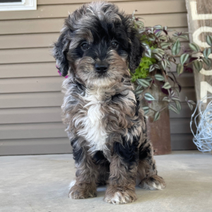 Goldendoodle Puppy Ida