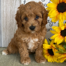 Cockapoo Puppy Dina