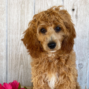 Cockapoo Puppy Dina