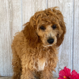 Cockapoo Puppy Dina