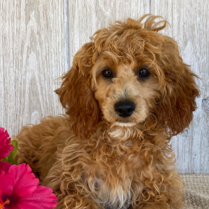 Cockapoo Puppy Dina