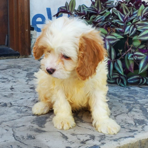 Cavapoo Puppy Charlie