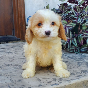 Cavapoo Puppy Charlie
