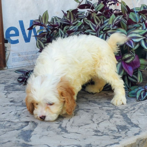 Cavapoo Puppy Charlie
