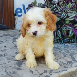 Cavapoo Puppy Charlie
