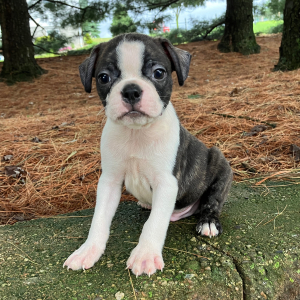 Boston Terrier Puppy Polo