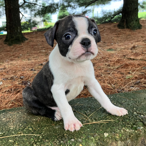 Boston Terrier Puppy Polo