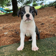Boston Terrier Puppy Polo