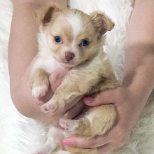 Chihuahua Puppy Lil' Reece
