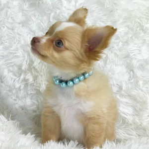 Chihuahua Puppy Lil' Reece