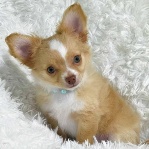 Chihuahua Puppy Lil' Reece