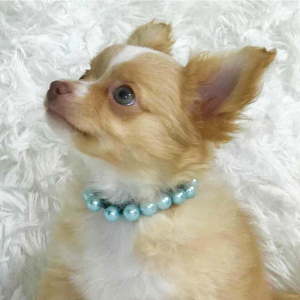 Chihuahua Puppy Lil' Reece