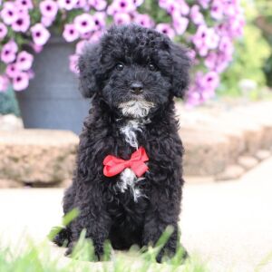 Bichonpoo Puppy Dresden