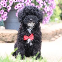 Bichonpoo Puppy Dresden