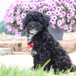 Bichonpoo Puppy Dresden