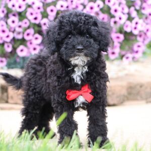 Bichonpoo Puppy Dresden