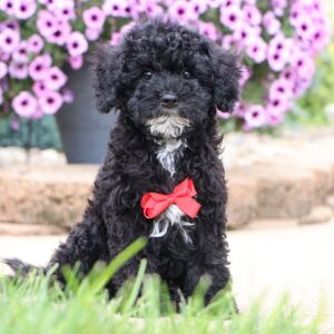 Bichonpoo Puppy Dresden