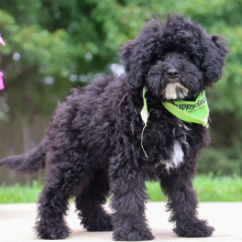 Bichonpoo Puppy Dresden