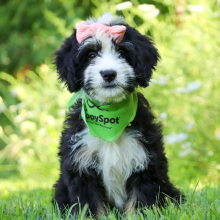 Bernedoodle Puppy Tess