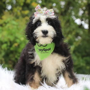 Bernedoodle Puppy Tess