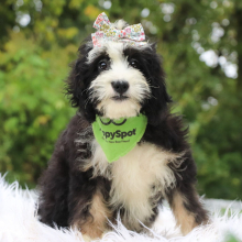 Bernedoodle Puppy Tess