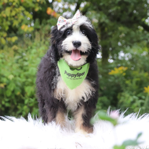 Bernedoodle Puppy Tess