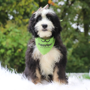 Bernedoodle Puppy Tess