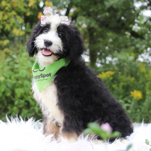 Bernedoodle Puppy Tess