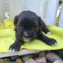 Shorkie Puppy Jenise