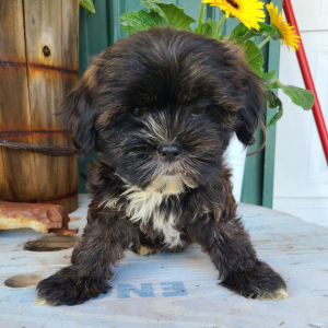 Shorkie Puppy Jenise