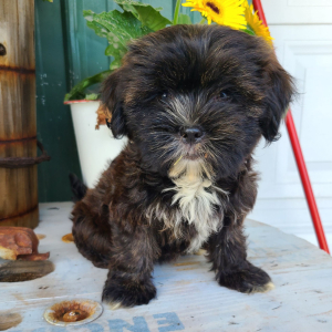 Shorkie Puppy Jenise