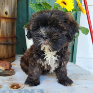 Shorkie Puppy Jenise