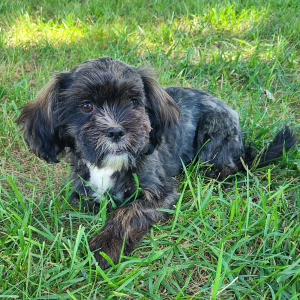Shorkie Puppy Jenise