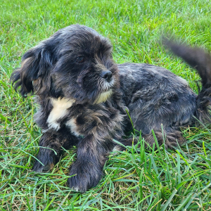 Shorkie Puppy Jenise
