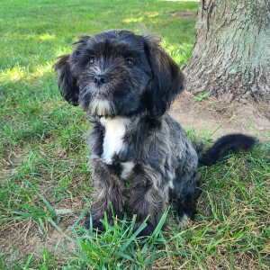 Shorkie Puppy Jenise