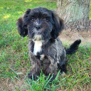 Shorkie Puppy Jenise