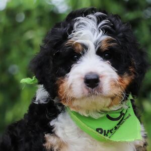 Bernedoodle Puppy Bazil