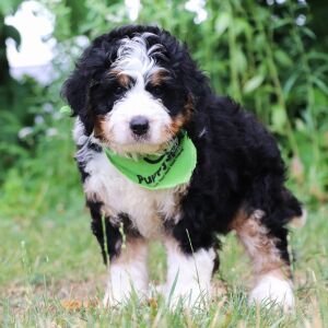 Bernedoodle Puppy Bazil