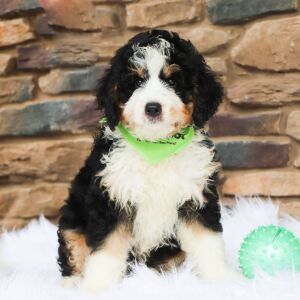 Bernedoodle Puppy Bazil